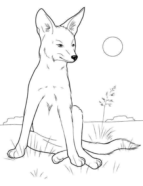 dingo kolorowanka