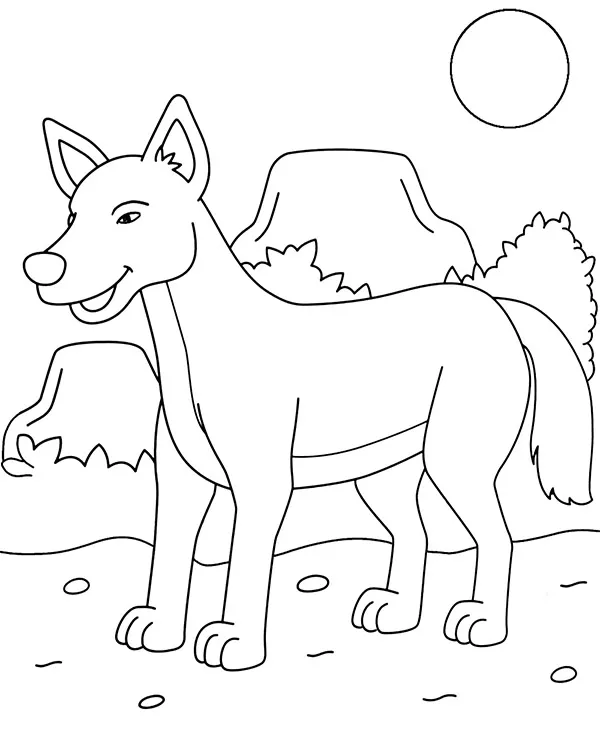 dingo pies kolorowanka zwierzeta australii