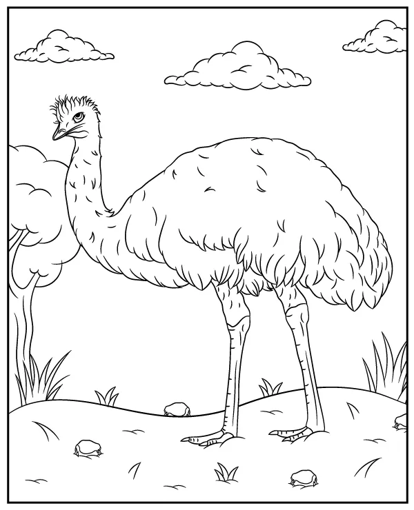 emu kolorowanka zwierzeta australia