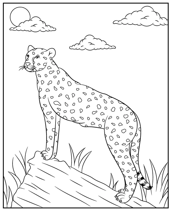 gepard kolorowanka zwierzeta afryki