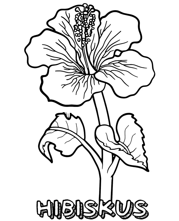 hibiskus kwiat i nazwa kolorowanka