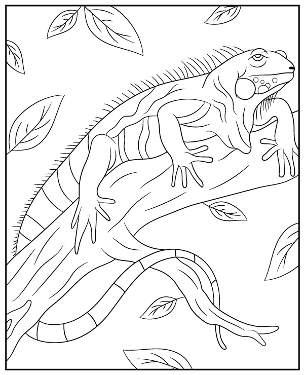 iguana zwierzak ameryka poludniowa