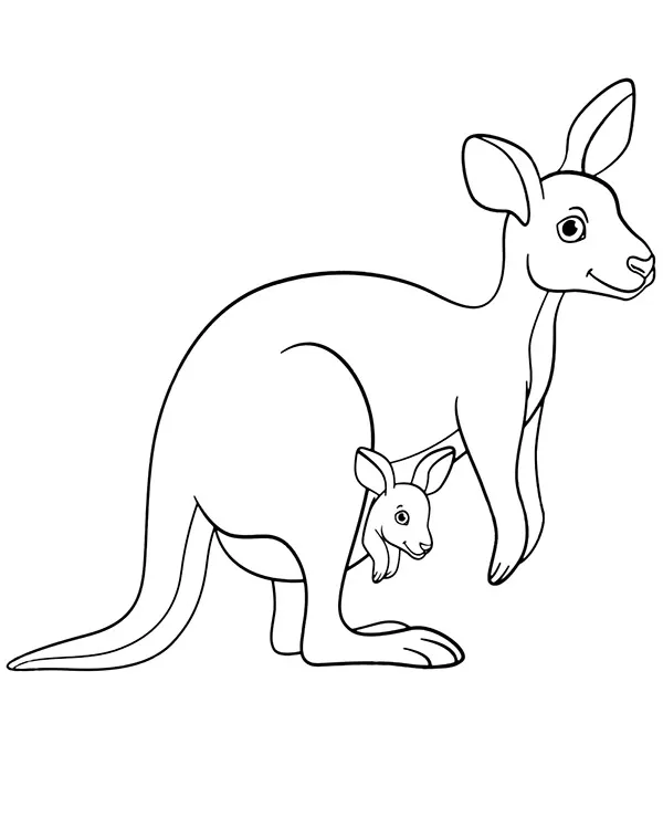 kangury kolorowanka zwierzeta australii