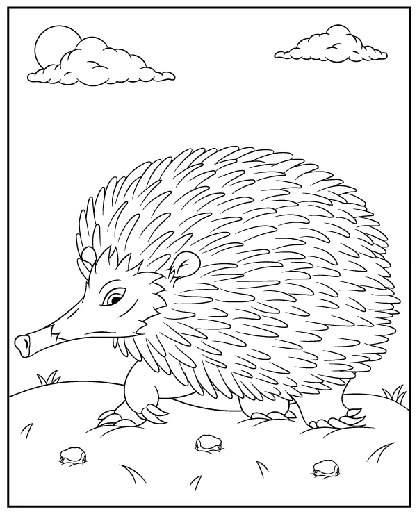 kolczatka australijska kolorowanka zwierzeta australia