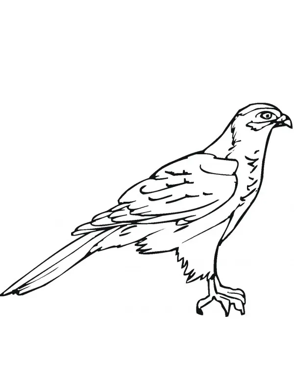kolorowanka jastrzab