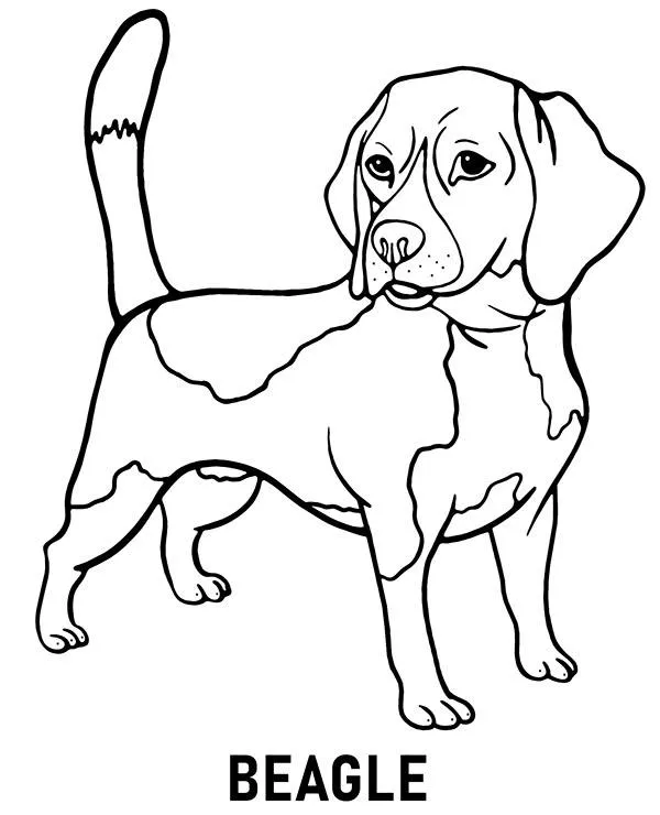 kolorowanka rasa beagle pies