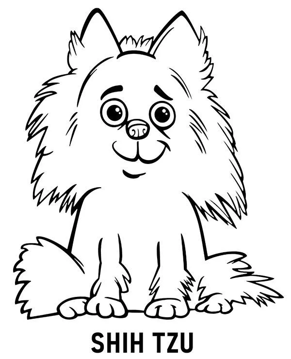 kolorowanka rasa pies Shih tzu