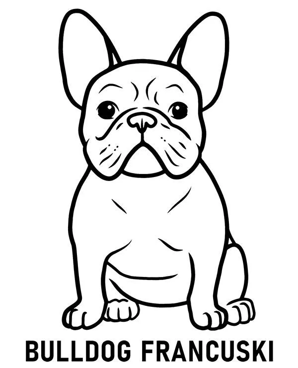 kolorowanka rasa pies bulldog francuski