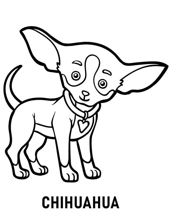 kolorowanka rasa pies chihuahua