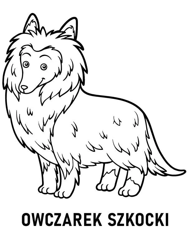 kolorowanka rasa pies owczarek szkocki collie