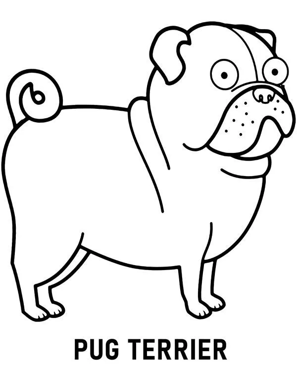 kolorowanka rasa pies pug terrier