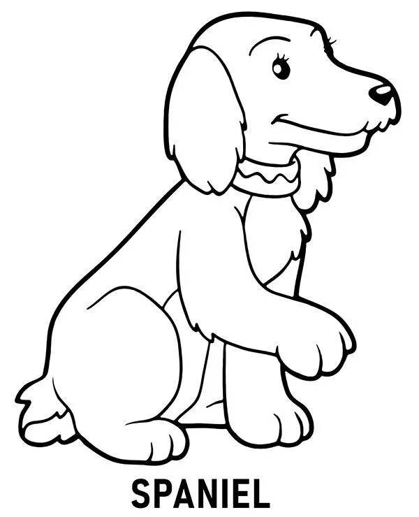 kolorowanka rasa pies spaniel