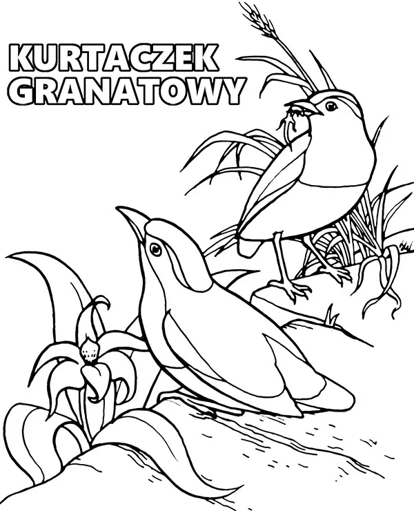 kurtaczek granatowy kolorowanka z ptakiem