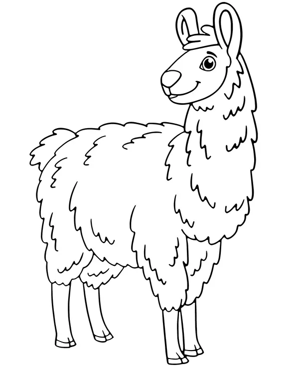 lama kolorowanka zwierzeta ameryki poludniowej
