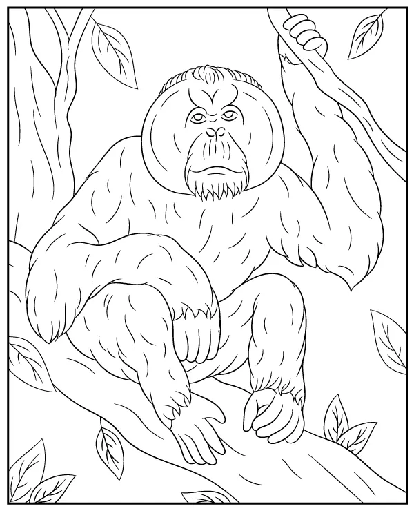 malpa orangutan kolorowanka zwierze azja