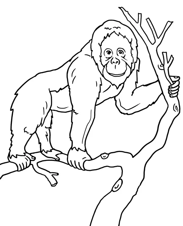 malpa orangutan kolorowanka zwierzeta azji
