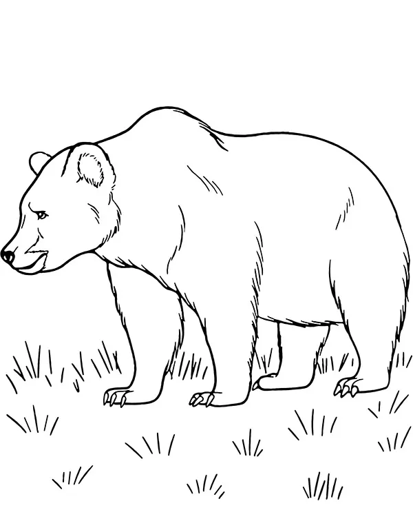 niedzwiedz grizzly kolorowanka zwierzeta ameryki polnocnej