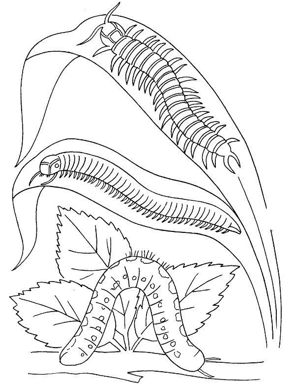 owady kolorowanka 11