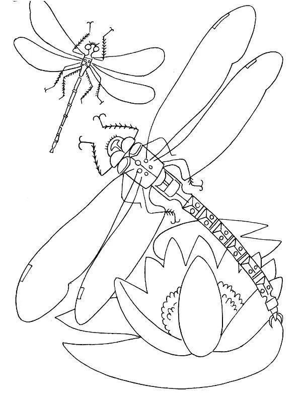 owady kolorowanka 12