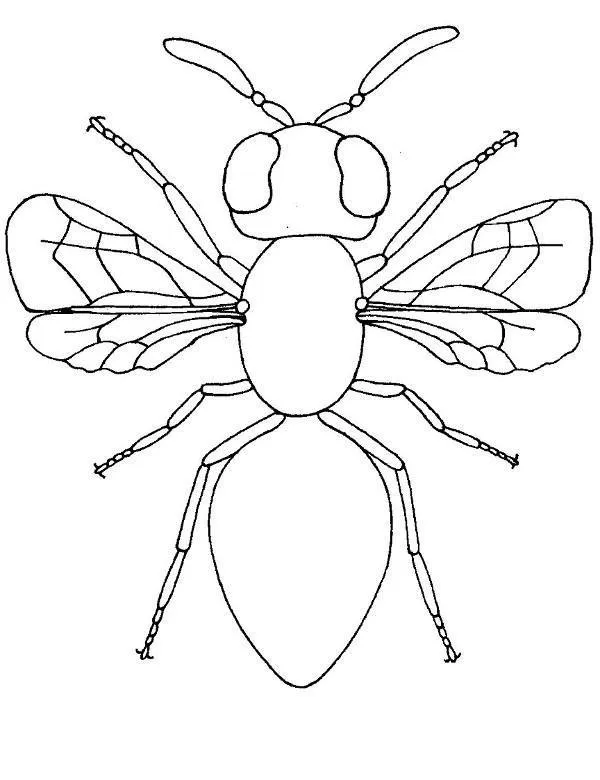 owady kolorowanka 17