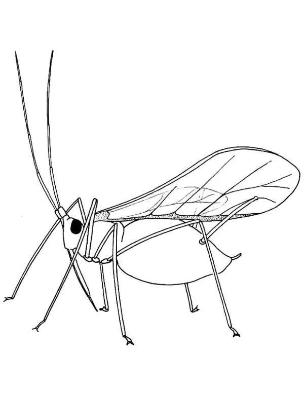 owady kolorowanka 19