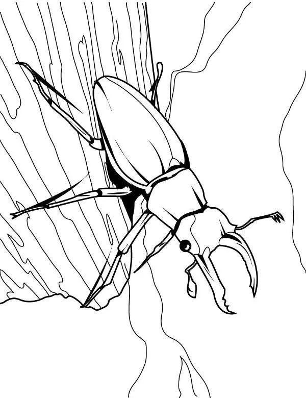 owady kolorowanka 24