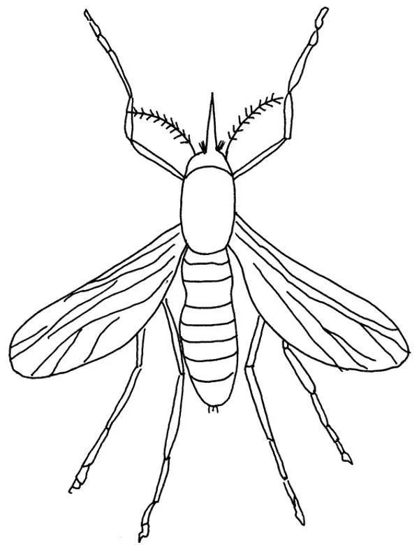 owady kolorowanka 9