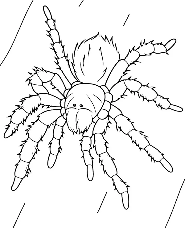 https://kolorowanki.site/wp content/uploads/2025/04/tarantula kolorowanka pajak